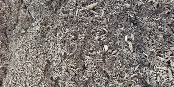 Close-up of Aged Native Mulch: grey-brown shredded hardwood, fine and coarse pieces mixed, aged on the Casco yard