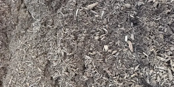 Close-up of Aged Native Mulch: grey-brown shredded hardwood, fine and coarse pieces mixed, aged on the Casco yard
