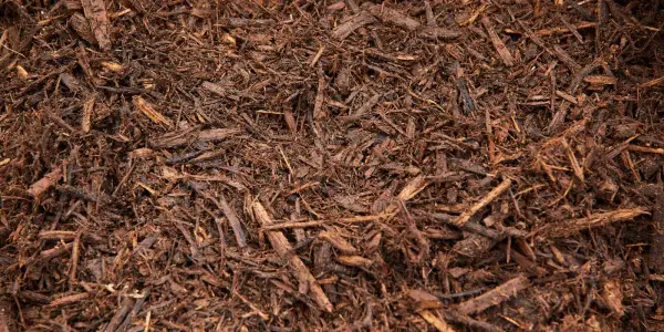 Close-up of dark brown shredded aged native mulch with fibrous strands and small wood chips