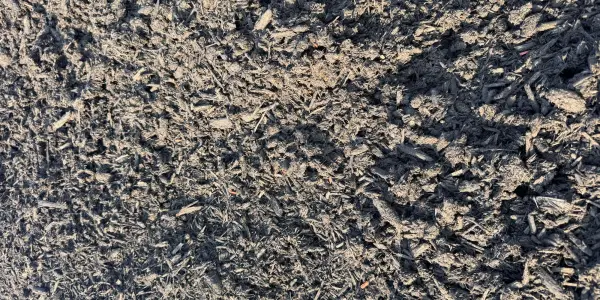 Close-up of Black Mulch in low sun: dark shredded wood with a few small reddish cedar pieces mixed in