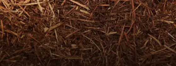 Close-up texture of reddish-brown shredded cedar mulch with pale blond wood strands