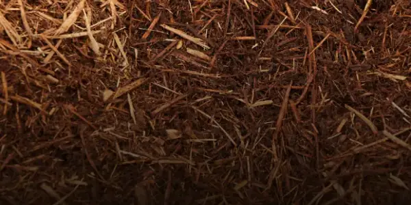Close-up texture of reddish-brown shredded cedar mulch with pale blond wood strands