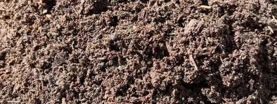 Sunlit mound of dark brown crumbly aged compost with fine wood fibers