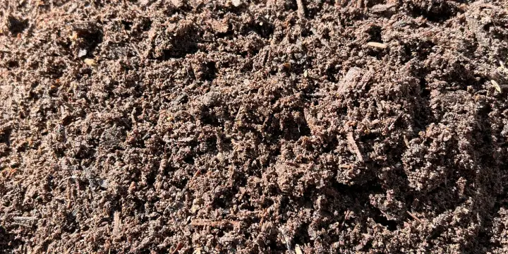 Sunlit mound of dark brown crumbly aged compost with fine wood fibers