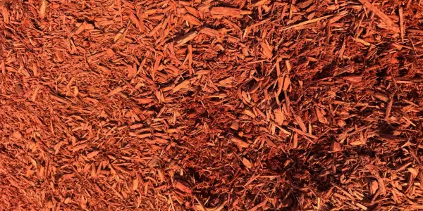 Close-up of bright red dyed shredded mulch with long flat chips and a darker hollow in the center