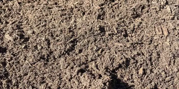 Sunlit close-up of grey-brown screened sandy loam topsoil with small roots and fibers