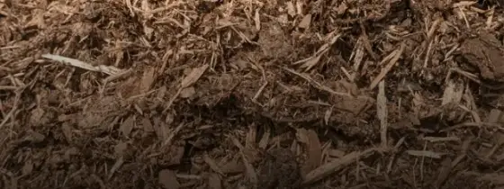 Close-up texture of light brown shredded hardwood mulch with pale wood strands